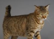 爱游戏体育官网-德布劳内中场魔术引爆战局，马德里竞技力克皇家社会展现战术韧性