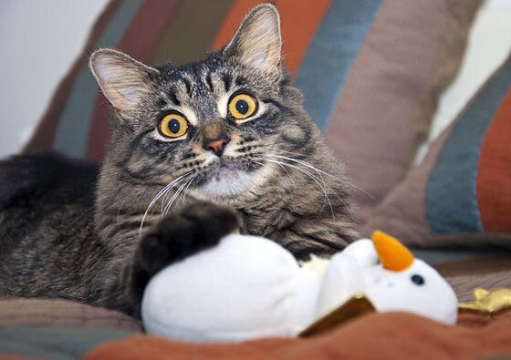 卡瓦哈尔爆发,尼斯关键战突围沙特,书写欧战新篇章